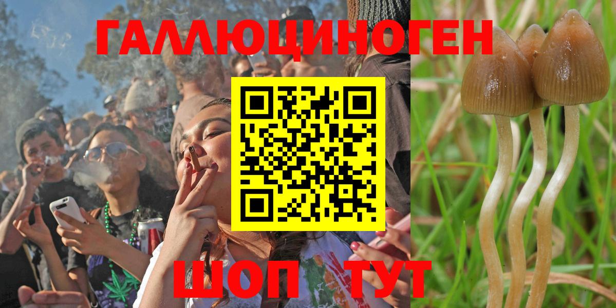 Галлюциногенные грибы Psilocybine cubensis Апрелевка